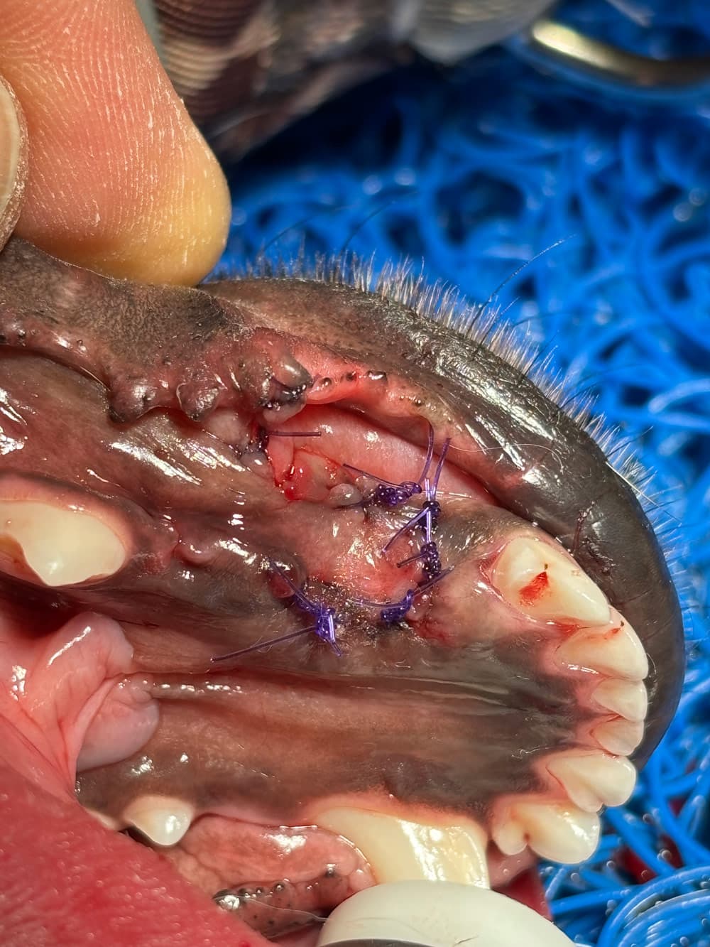 Dentisterie vétérinaire