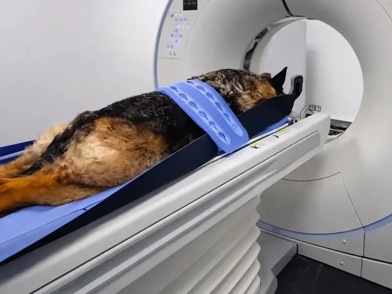 Scanner vétérinaire