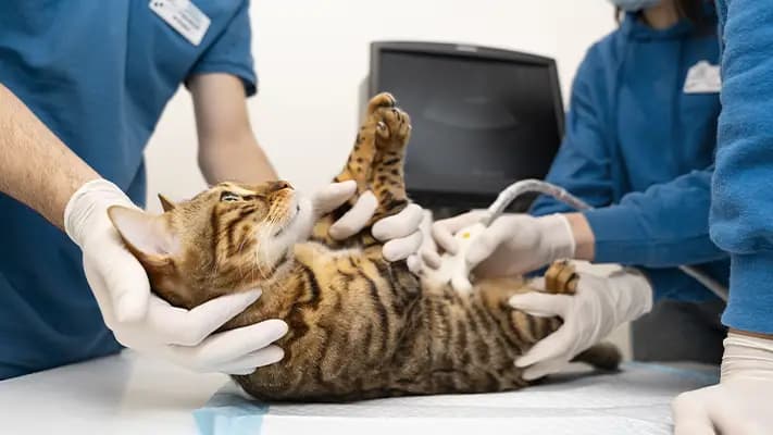 Service d'endoscopie vétérinaire